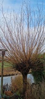 Gratis wilgentakken 2 kleuren, Ophalen