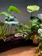 6x Amazone kogelvis, Dieren en Toebehoren, Vis, Zoetwatervis, Schoolvis