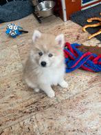 Nog 2 prachtige langharige merle pomsky pups !, Parvo, Overige rassen, 8 tot 15 weken, Meerdere