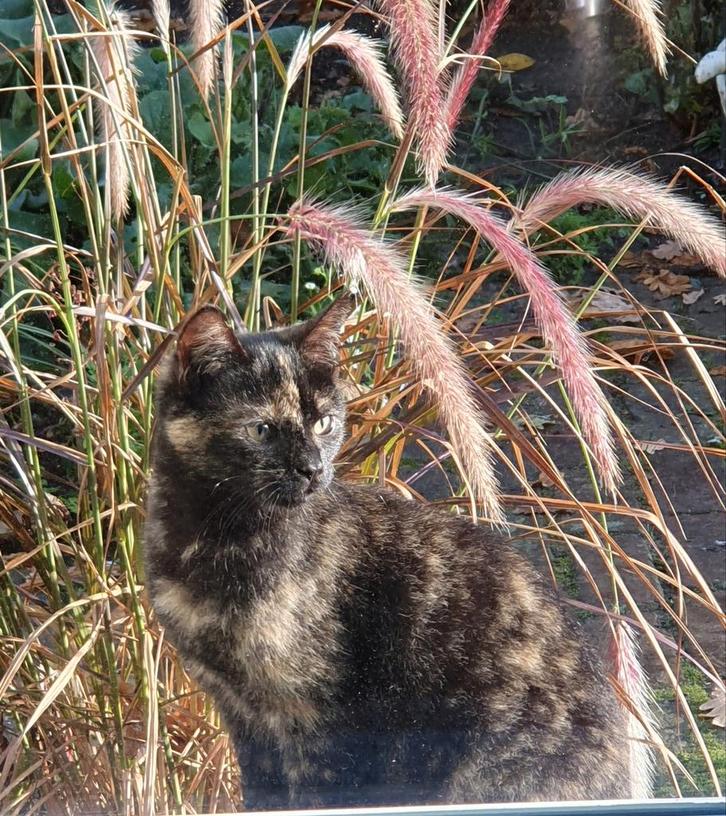 02-11: Kitten, poes, schildpadkleur, +/- 19 weken, Dieren en Toebehoren, Katten en Kittens | Overige Katten, Kortharig, Poes, 0 tot 2 jaar