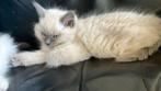 100% Ragdoll kittens Blue Point beschikbaar, Kater, Gechipt, 0 tot 2 jaar