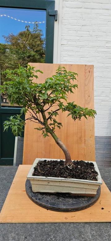Bonsai Acer Palmatum Shishigashira beschikbaar voor biedingen