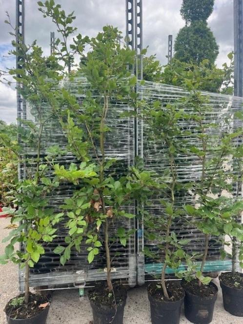 Beukenhaag, Fagus sylvatica in pot 90-110 cm hoog., Tuin en Terras, Planten | Struiken en Hagen, Haag, Beukenhaag, 100 tot 250 cm