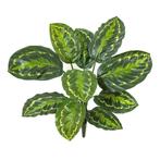 Kunstplant Calathea Roseopicta 53 cm. 1026N, Ophalen, Nieuw, Binnen