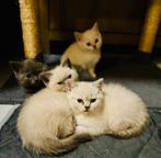 4 British Shorthair kittens, Dieren en Toebehoren, Katten en Kittens | Raskatten | Korthaar, Ontwormd, Meerdere dieren, 0 tot 2 jaar