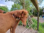 Te Koop Lieve Shetlander (merrie 7 jaar met stamboekpapier), Dieren en Toebehoren, Pony's, Merrie, Gechipt, Zadelmak, A pony (tot 1.17m)