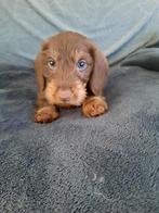 Kaninchen ruwhaar pups, Dieren en Toebehoren, Honden | Teckels en Dashonden, Kaninchen, 8 tot 15 weken, CDV (hondenziekte), Meerdere
