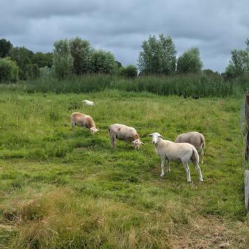 Ruischaap, Maasduinenschapen easycare, lammeren  beschikbaar voor biedingen