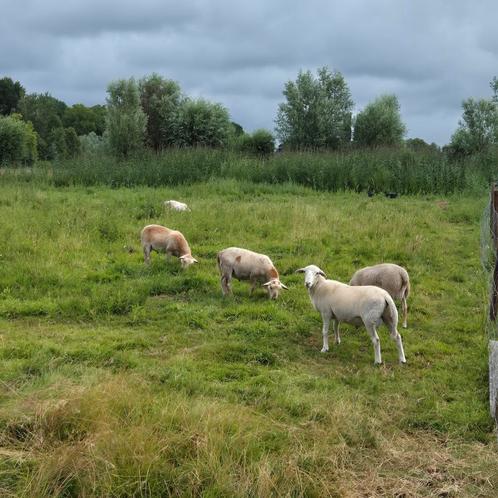Ruischaap, Maasduinenschapen easycare, lammeren, Dieren en Toebehoren, Schapen, Geiten en Varkens, Schaap, Meerdere dieren