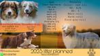 Australian shepherd pups (stamboom) verwacht, Dieren en Toebehoren, België, Particulier, 8 tot 15 weken, Meerdere dieren
