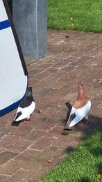 Eksterduif eksterduiven ekstertuimelaar ekster, Dieren en Toebehoren, Vogels | Duiven, Meerdere dieren