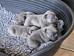 Franse Bulldog Pups, Dieren en Toebehoren, Honden | Bulldogs, Pinschers en Molossers, CDV (hondenziekte), 8 tot 15 weken, Bulldog