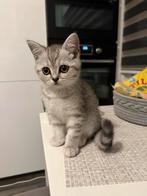 Britse Korthaar Silver Baby, Dieren en Toebehoren, Katten en Kittens | Overige Katten, Poes, Langharig, 0 tot 2 jaar