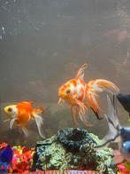 Sluierstaart goudvissen, Dieren en Toebehoren, Vis