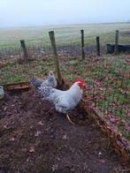 Amrock Kippen  (( Groot Ras ), Dieren en Toebehoren, Pluimvee, Meerdere dieren, Kip