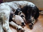 Nestje Engelse springer Spaniëls  pups, CDV (hondenziekte), 8 tot 15 weken, Meerdere, Meerdere dieren