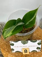 Philodendron Rio - 3 Gewortelde Stekken, Huis en Inrichting, Kamerplanten, Ophalen of Verzenden, Halfschaduw, Minder dan 100 cm