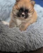 Pomeriaan | Pomeranian pups met stamboom FCI– geboren 27-04, Dieren en Toebehoren, Keeshond, 8 tot 15 weken, CDV (hondenziekte)