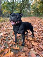 Staffordshire Bull Terrier dekreu engelse stafford, Dieren en Toebehoren, Honden | Jack Russells en Terriërs, CDV (hondenziekte)