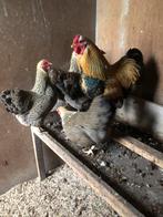 Wyandotte broedeieren, Dieren en Toebehoren, Geslacht onbekend, Overige soorten