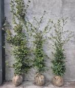 Fagus Sylvatica met kluit ‼️ AKTIE ‼️, Ophalen, Beukenhaag, 100 tot 250 cm