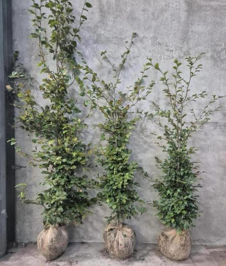 Fagus Sylvatica met kluit ‼️ AKTIE ‼️, Tuin en Terras, Planten | Struiken en Hagen, Beukenhaag, 100 tot 250 cm, Ophalen