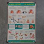 Schoolplaat Prodent tandpasta 1969, Antiek en Kunst, Antiek | Schoolplaten, Ophalen of Verzenden, Natuur en Biologie