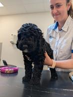 ** SPOED  huisje gezocht ** mini Aquadoodle Espagnol getest, Dieren en Toebehoren, Honden | Niet-rashonden, Reu, CDV (hondenziekte)