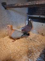 Koppel vinkduiven, Meerdere dieren, Overige soorten