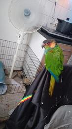 Pyrrhura cruentata Te Koop heel erg hand tam, Dieren en Toebehoren, Mannelijk, Parkiet, Tam