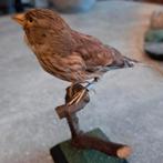 Taxidermie,Taxidermy Opgezette "frater" vrouw vogeltje, Ophalen of Verzenden, Zo goed als nieuw, Vogel, Opgezet dier