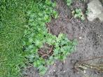 vaste planten, Tuin en Terras, Planten | Tuinplanten, Overige soorten, Volle zon, Vaste plant, Ophalen of Verzenden