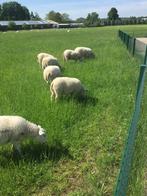 Swifter ooi lammeren te koop, Vrouwelijk, Schaap