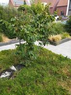 Boom ? €20, Tuin en Terras, Planten | Bomen, Ophalen, Volle zon, Overige soorten