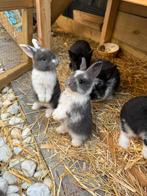 Baby konijntjes, Meerdere dieren, Dwerg, Hangoor