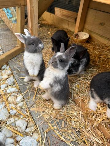 Baby konijntjes beschikbaar voor biedingen