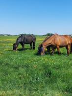 Rusthuis heeft stal vrij voor een ruin!!, Dieren en Toebehoren, Stalling en Weidegang, Weidegang, 1 paard of pony