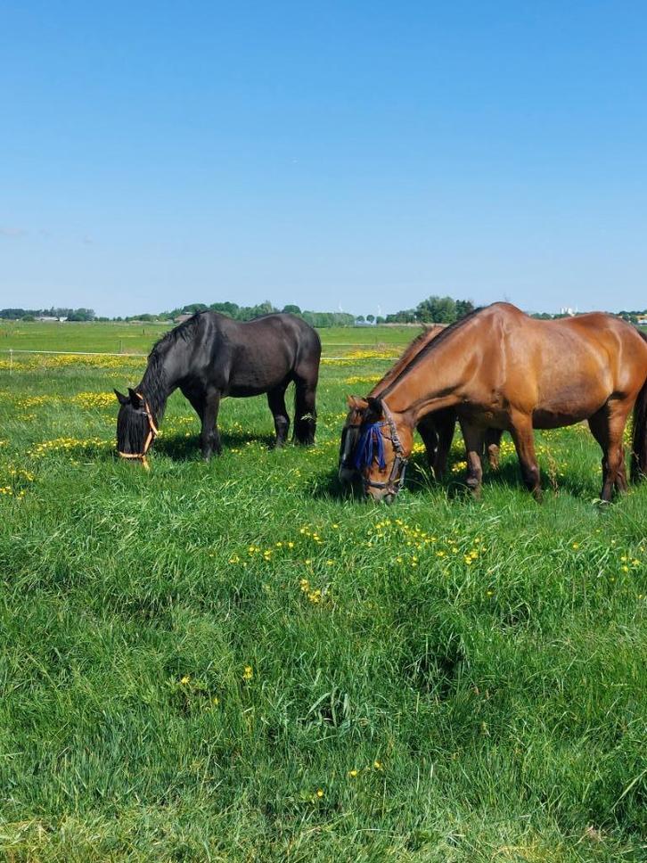 Rusthuis heeft stal vrij voor een ruin!!, Dieren en Toebehoren, Stalling en Weidegang, Stalling, Weidegang, 1 paard of pony