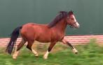Prachtige Welsh A hengst sportpony menpony, Dieren en Toebehoren, Pony's, Gechipt, 0 tot 2 jaar, Hengst, A pony (tot 1.17m)