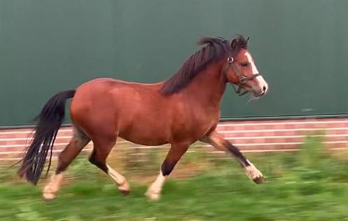 Prachtige Welsh A hengst sportpony menpony, Dieren en Toebehoren, Pony's, Hengst, Onbeleerd, A pony (tot 1.17m), Tuigpony, 0 tot 2 jaar