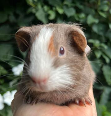 Bijzonder aparte kleur cavia beertje. TDD beschikbaar voor biedingen