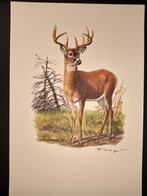 Witstaarthert, Verzenden, 1980 tot heden, Zo goed als nieuw, Dier