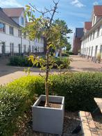 Appelboom met pot, Ophalen, Volle zon, Overige soorten, 100 tot 250 cm