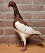 sierduiven, Dieren en Toebehoren, Vogels | Duiven, Meerdere dieren, Overige soorten