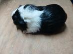 Cavia beer te koop, Dieren en Toebehoren, Cavia, Mannelijk, November, Tam