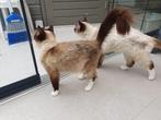 Liefdevolle Ragdolls, Dieren en Toebehoren, Katten en Kittens | Raskatten | Langhaar, Meerdere dieren, Gechipt, 3 tot 5 jaar