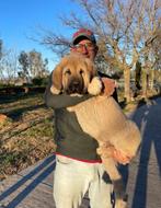 Spaanse Mastiffs, Dieren en Toebehoren, Honden | Herdershonden en Veedrijvers, Fokker | Hobbymatig, Overige rassen, Buitenland
