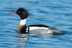Siereenden - Middelste zaagbekken (Red-breasted Merganser), Dieren en Toebehoren, Pluimvee, Mannelijk, Eend