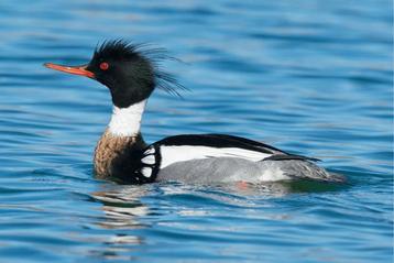 Siereenden - Middelste zaagbekken (Red-breasted Merganser) beschikbaar voor biedingen