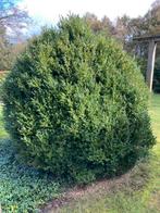 2 grote buxus struiken, Tuin en Terras, Planten | Struiken en Hagen, Ophalen, Buxus, Struik, 100 tot 250 cm